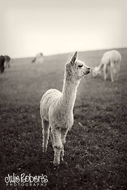 Eliza Mae is a year old!, Julie Roberts Photography