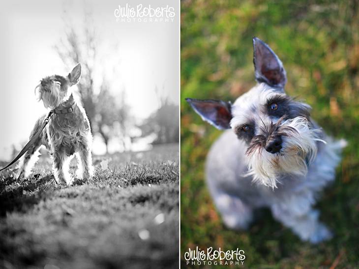 Merry Christmas from Brett, Becca, and Fritz Allen Boren, Julie Roberts Photography