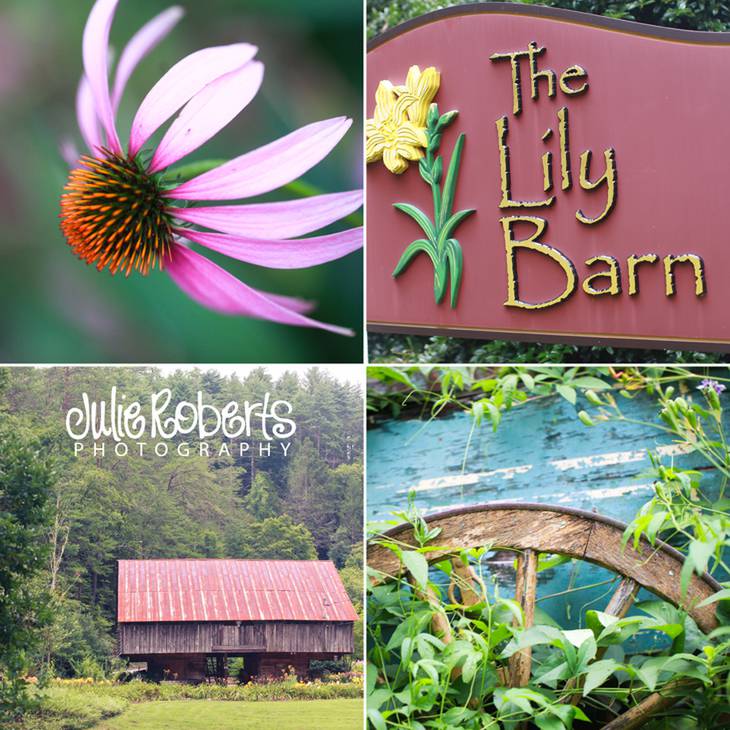 Stephanie Dowdy and Michael Davis :: The Lily Barn, Townsend, Tennessee, Julie Roberts Photography