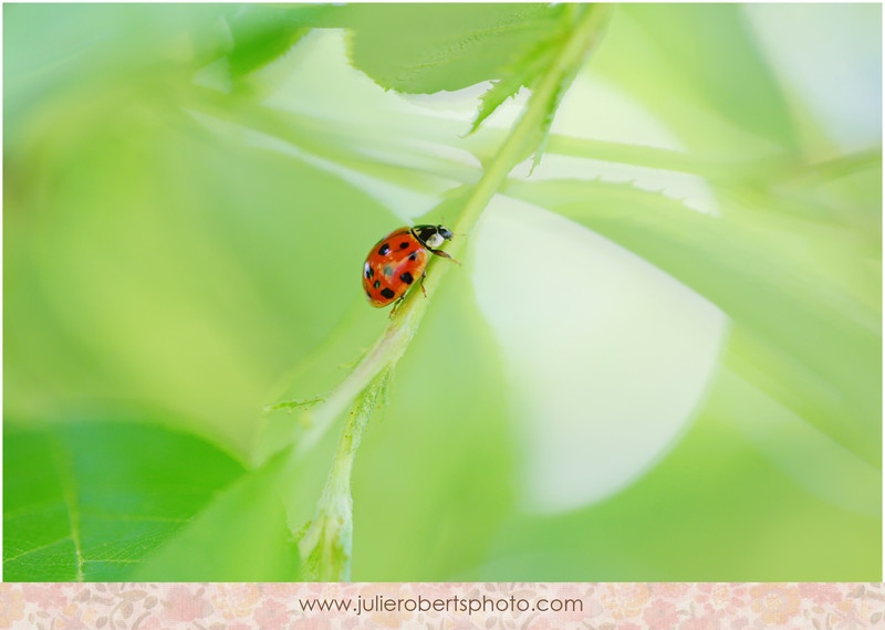 In the works ... I love a busy summer!  Knoxville Wedding and Portrait Photography, Julie Roberts Photography