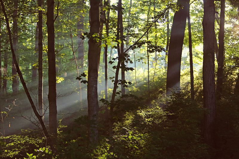 Our Home :: A year of living in the woods, Julie Roberts Photography