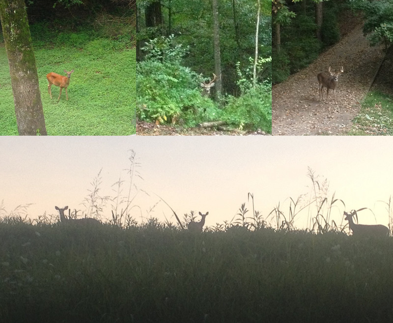 Our Home :: A year of living in the woods, Julie Roberts Photography