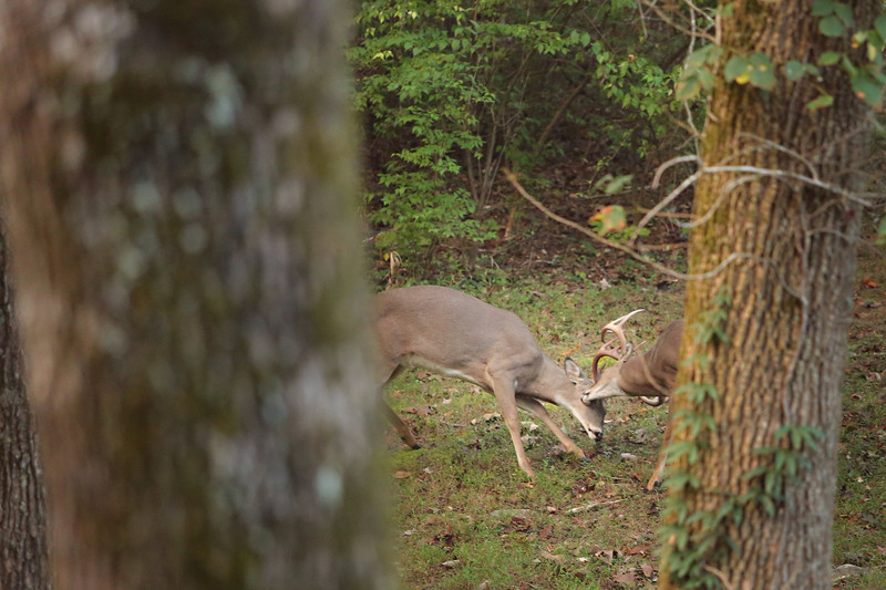 Our Home :: A year of living in the woods, Julie Roberts Photography